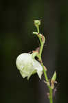 Arkansas yucca